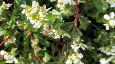 Güzel botanik fotoğrafı, doğal duvar kağıdı.