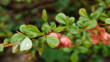 Güzel botanik fotoğrafı, doğal duvar kağıdı.