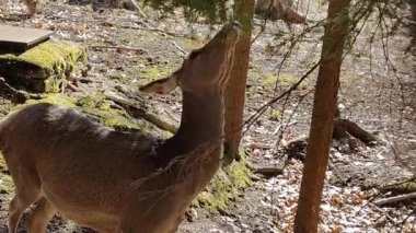 Ormanda bir geyik