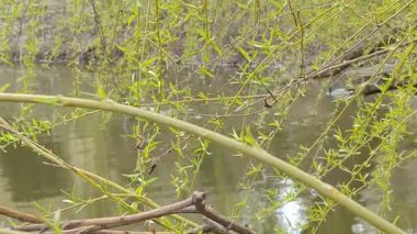 Parkın güzel manzarası