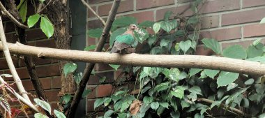 Ormandaki yeşil bir ağacın yakın çekimi.