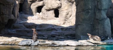 Güzel göl manzarası