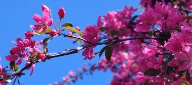 İlkbaharda kiraz çiçekleri