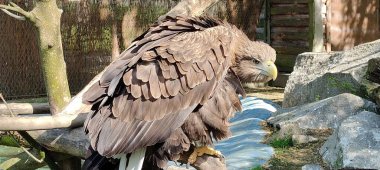 Hayvanat bahçesindeki büyük beyaz-kahverengi kartal.