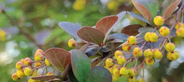 Güzel botanik fotoğrafı, doğal duvar kağıdı.