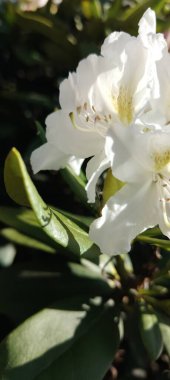 Yasemin bitkisinin beyaz çiçekleri.