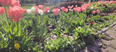 Bahçedeki güzel çiçekler