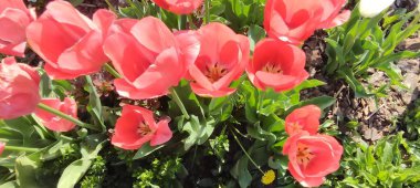 Bahçedeki güzel laleler