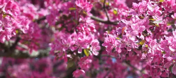 Bahçedeki güzel pembe çiçekler