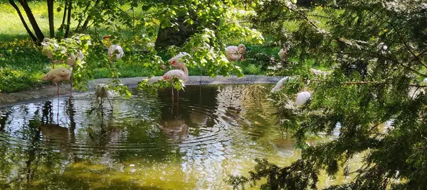 Parktaki güzel bir kuş manzarası.