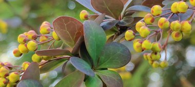 Güzel botanik fotoğrafı, doğal duvar kağıdı.