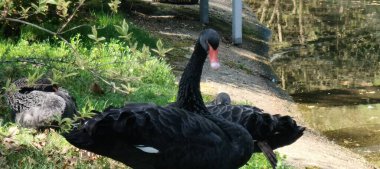 Gölde siyah beyaz bir kuğu