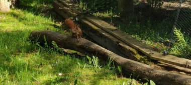 Hayvanat bahçesindeki ahşap bankın yakın çekimi.
