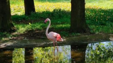 Pembe flamingo kuşu, kuş