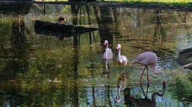 Flamingo kuşları gölde suda
