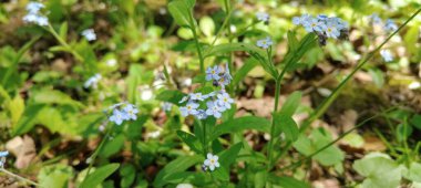 Bahçede bahar çiçekleri