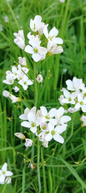 Güzel botanik fotoğrafı, doğal duvar kağıdı.