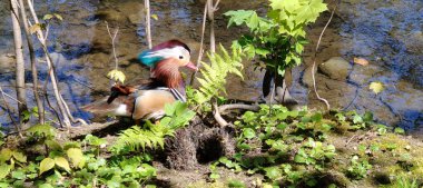 Ormandaki güzel renkli kuş