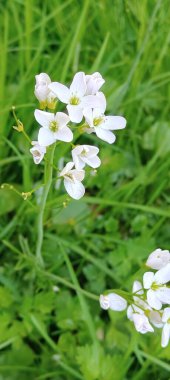 Bahçedeki güzel beyaz çiçekler