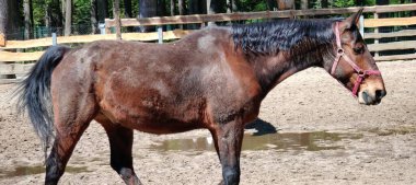 Çayırdaki güzel at