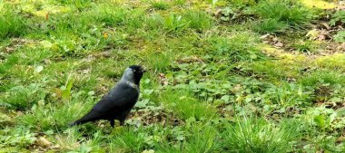 Otların arasında siyah bir kuş