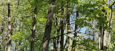 Ormanın güzel manzarası