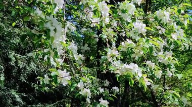 Bahçede beyaz çiçekler