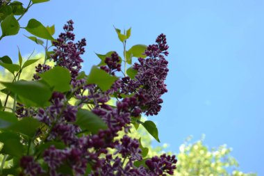 Yeşil arka planda leylak çiçekleri