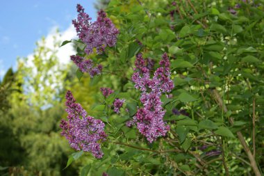 Bahçedeki bir çalılığın mor çiçekleri