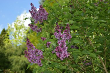 Baharda mor çiçekler