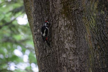 Ağaçtaki ağaçkakan