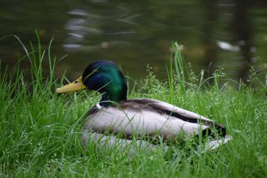Otların arasında ördek