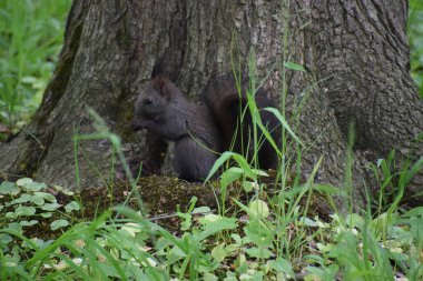 Ormandaki siyah sincap.