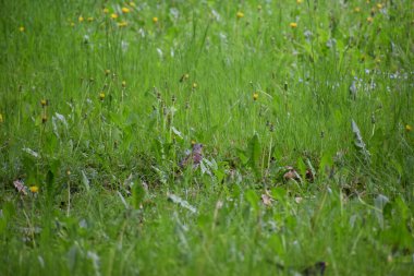 Ormanda yeşil çimenler