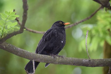 Kara kuş vahşi doğada bir dalda