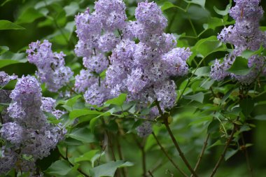 Güzel çiçek açan leylak çiçeklerinin seçici odak noktası.