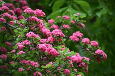 Bahçedeki güzel çiçekler