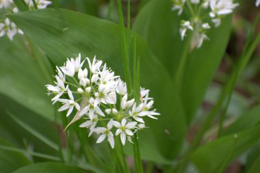 Yeşil arka planda beyaz çiçekler. Bahar zamanı
