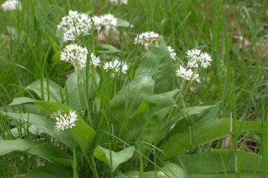 Bahçede beyaz çiçekler