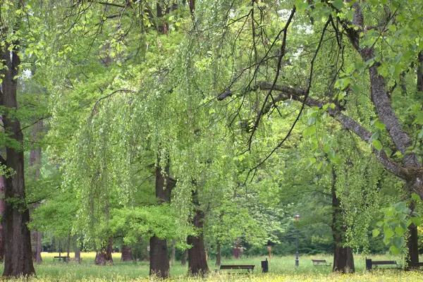 Baharda güzel bir park