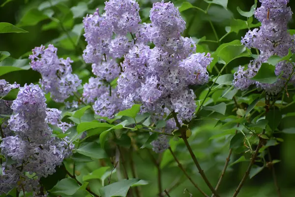 Güzel çiçek açan leylak çiçeklerinin seçici odak noktası.