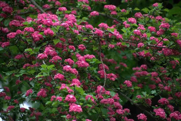 Bahçedeki güzel çiçekler