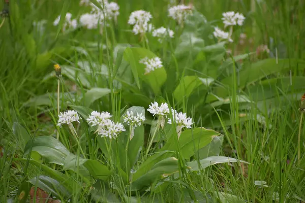 Bahçedeki yabani sarımsağın beyaz çiçeği.