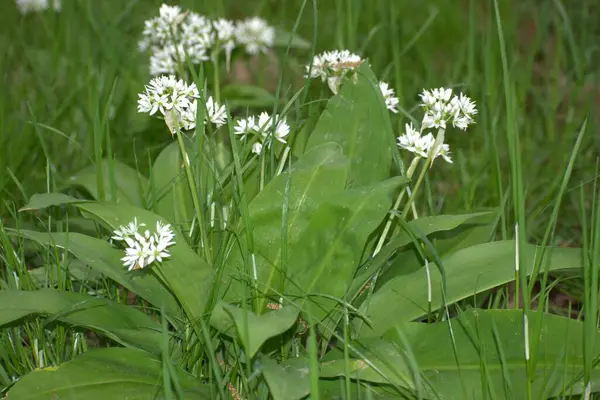 Bahçedeki güzel çiçekler