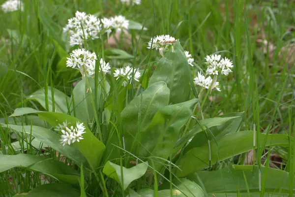 Bahçede beyaz çiçekler