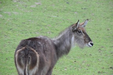 Hayvanat bahçesindeki eşek.