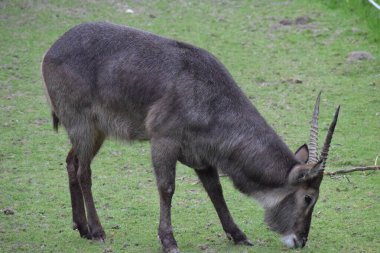 Işıkların altında boynuzları olan bir geyiğin yakın çekimi.