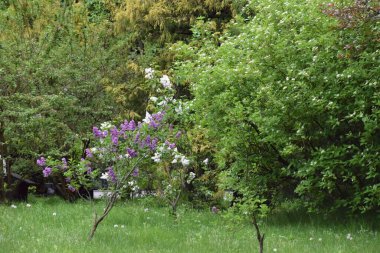 Çiçekli bir elma ağacı ve güzel bir bahçesi var. yüksek kaliteli fotoğraf