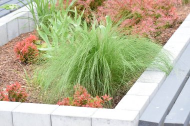 Parkta yeşil çimenler