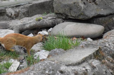 Ormanda kızıl tilki